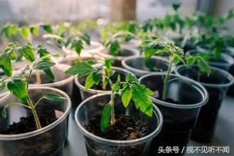 去黑头清洁泥膜真的有用吗,鸡蛋壳的薄膜可以去黑头吗