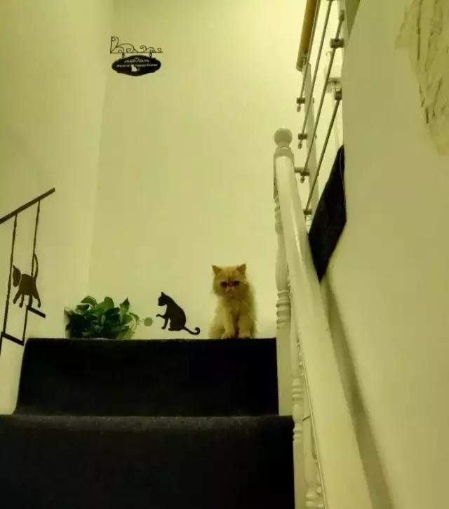 萌出血!九江这几家的撸猫店喊你来撸猫啦!美食与猫兼得!