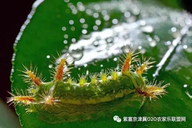 今年夏天，承德有种很小的动物，此神兽攻击力极强摸一下，神魂颠倒，还能吃？而且价格不菲！