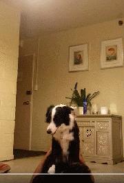 边牧是不是最聪明的狗,与边牧一样聪明的土狗