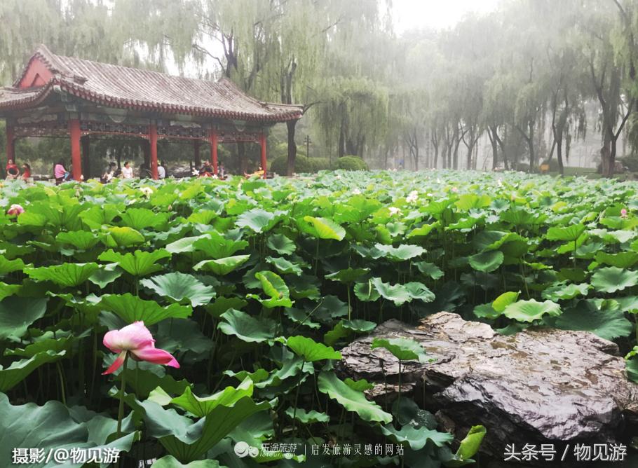 清水凌霄映芙蓉北京日坛公园雨中景｜一绮花见游（原创城市微旅行文章）