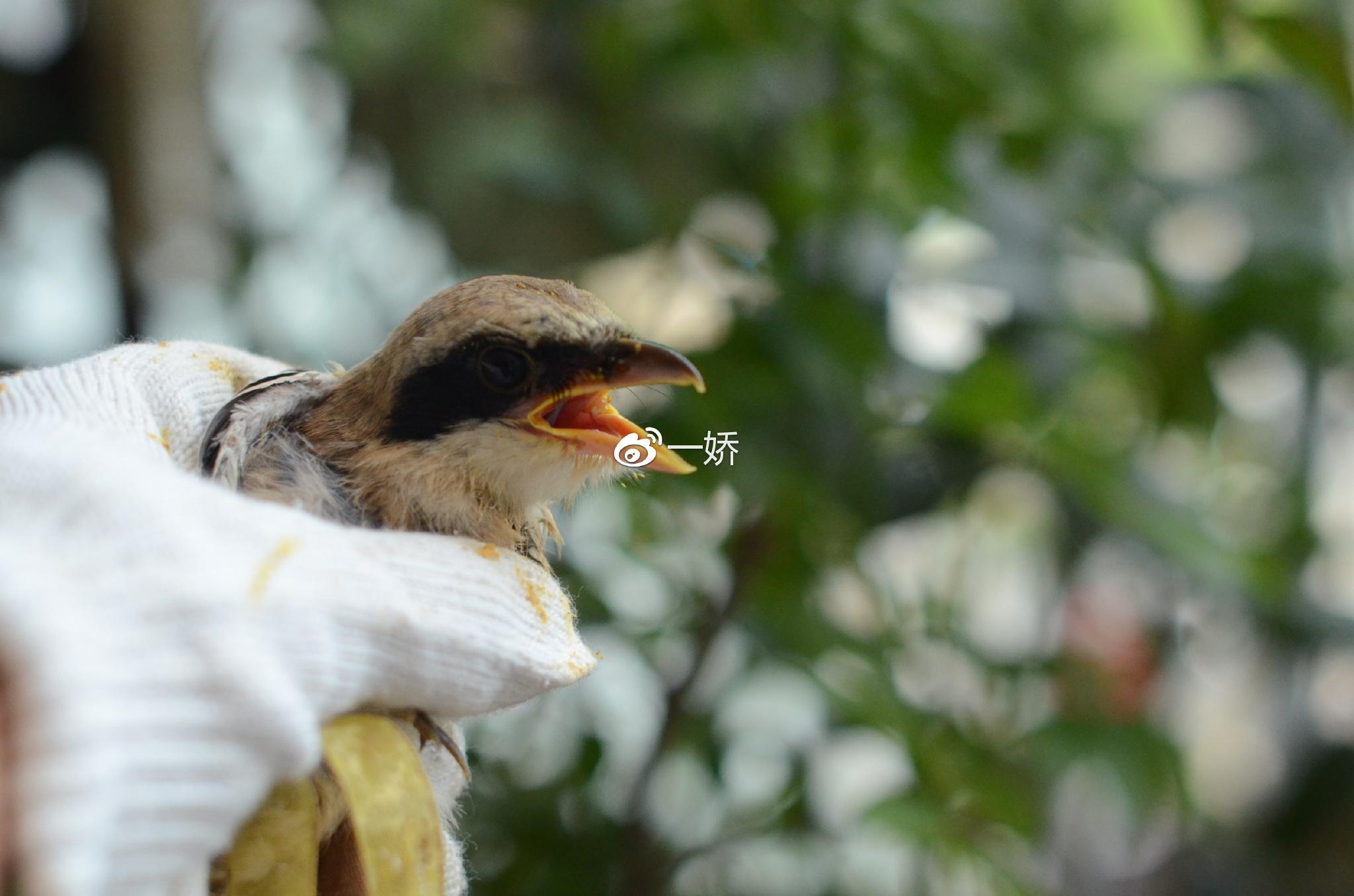 野外捡来的雏鸟拿什么给它吃,野外捡来的小鸟怎么给他喂食