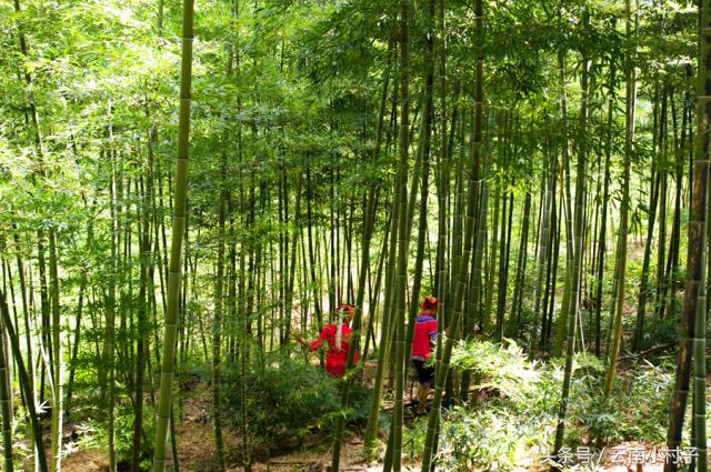 云南玉溪峨山彝人谷万亩竹海竹炭,彝人谷竹海攻略