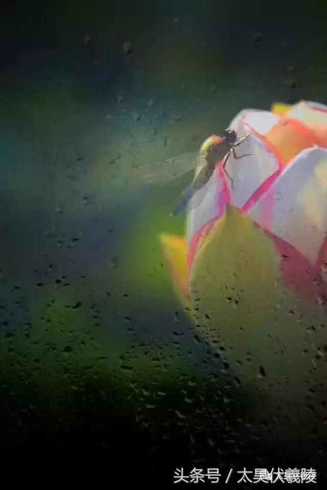 淮阳万亩荷花华丽盛放，让摄影师告诉您，荷花到底有多美！