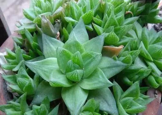 十二卷多肉植物怎么养,十二卷多肉如何养根