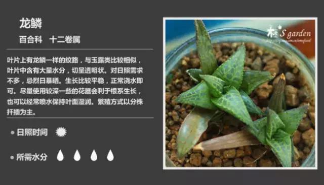 十二卷多肉植物怎么养,十二卷多肉如何养根