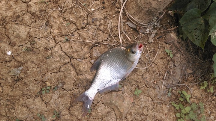 正宗武昌鱼多少根刺,武昌鱼和鳊鱼的鱼刺是一样的吗