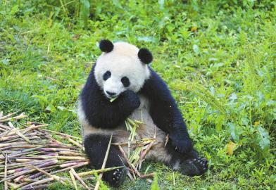 柏林动物园大熊猫娇庆和梦梦图片,旅德大熊猫娇庆和梦梦