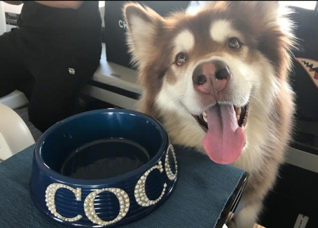 狗界奢侈品,金毛王可可