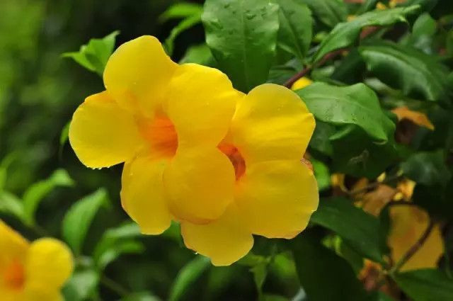 绿色的西双版纳,绿色的西双版纳完整版