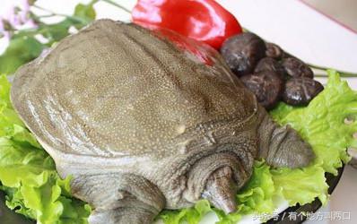 甲鱼的杀法及做法,甲鱼杀法和做法