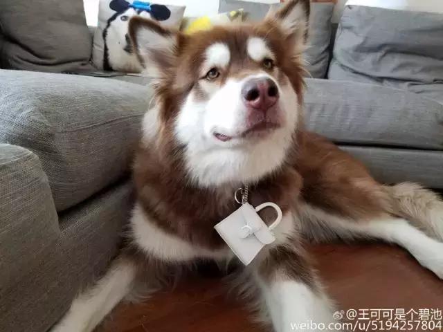 王思聪的狗坐私人飞机这和10多万的狗链比算什么？