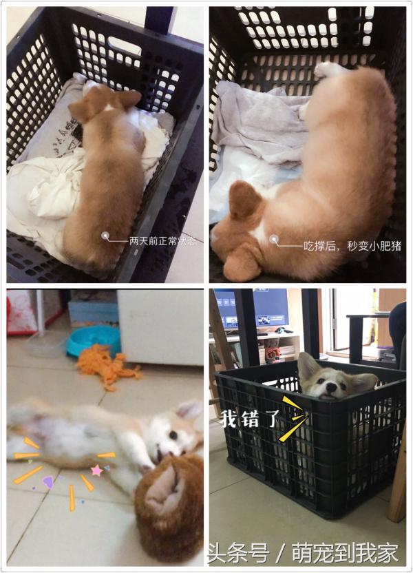 狗宝刚来家里的时候猫咪很生气，没想到后来它们居然合伙偷食吃！