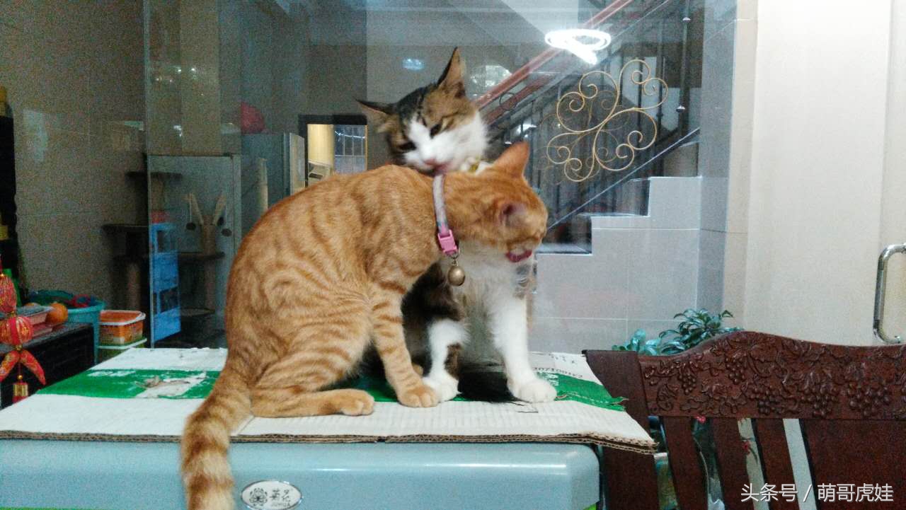 铲屎的把喵星人当孩子养，逢年过节都给大红包，每年的红包钱都存起来捐给寺庙帮小猫求平安