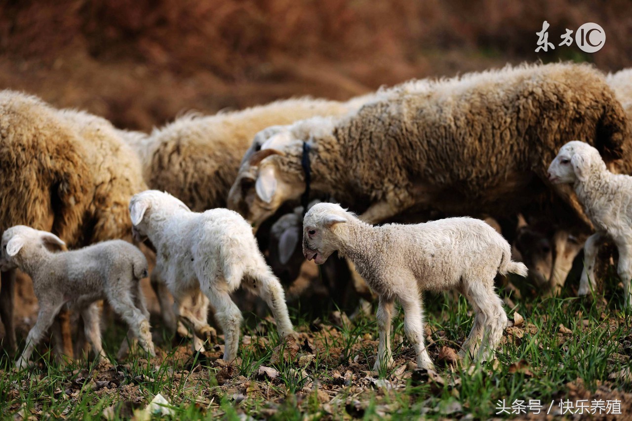养30只母羊投资多少钱,养30只母羊一年能下多少小羊