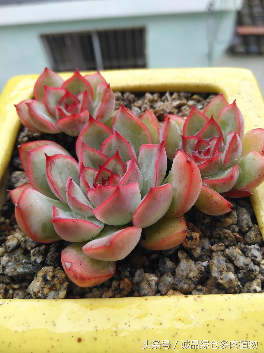 历害了,难道是假包邮区?还在露养呢