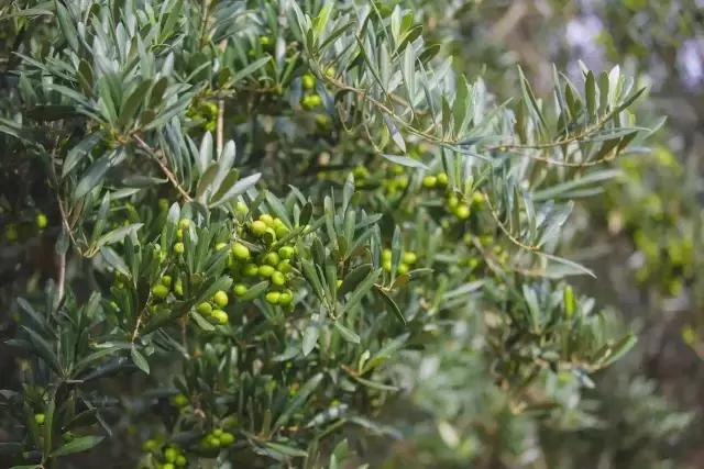 天天吃油，没听过“品油师”？这位北大博士告诉你