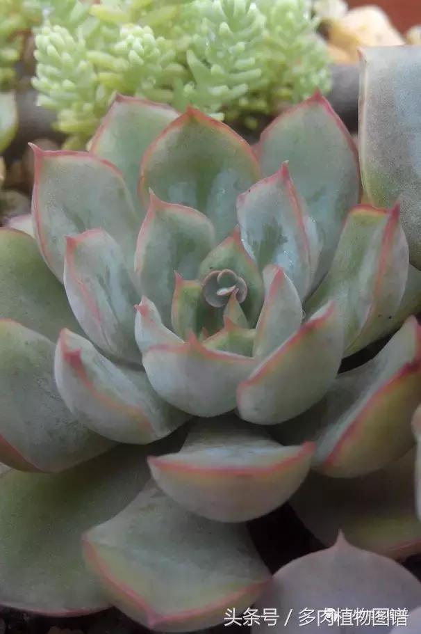 离家一个月20天,离家一个月养猪