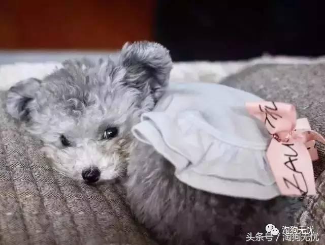 所有的狗狗都有尴尬期吗,科普狗狗知识