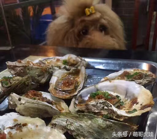 巨型贵宾站起来走路像个小公主,巨型贵宾走路视频