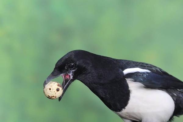 一群喜鹊祸害庄稼视频,怎么防喜鹊偷鸡蛋