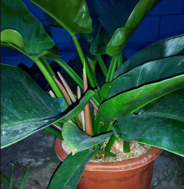 经常别误以为是绿萝的几种植物，以为绿萝开花的都被骗了