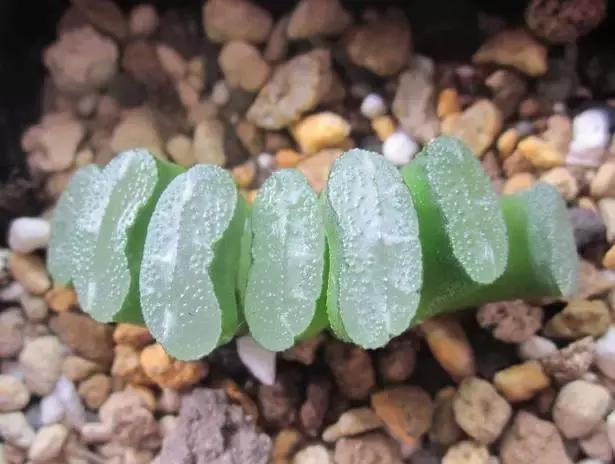 十二卷多肉植物怎么养,十二卷多肉如何养根