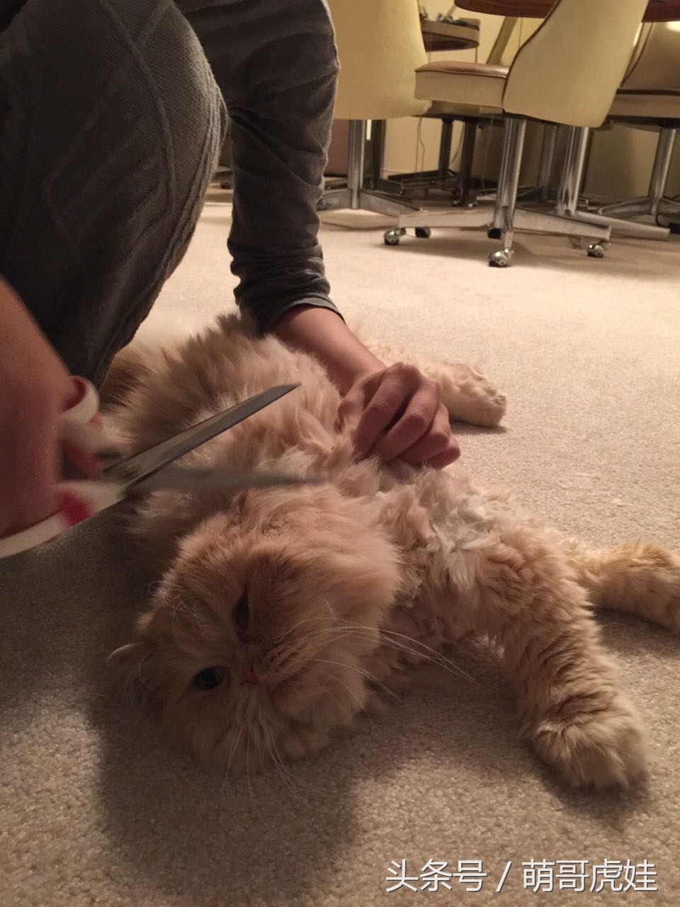 澶忓ぉ鏉ヤ簡鐚ゴ,澶忓ぉ鏉ヤ簡瑕佺粰鐚壀姣涘悧