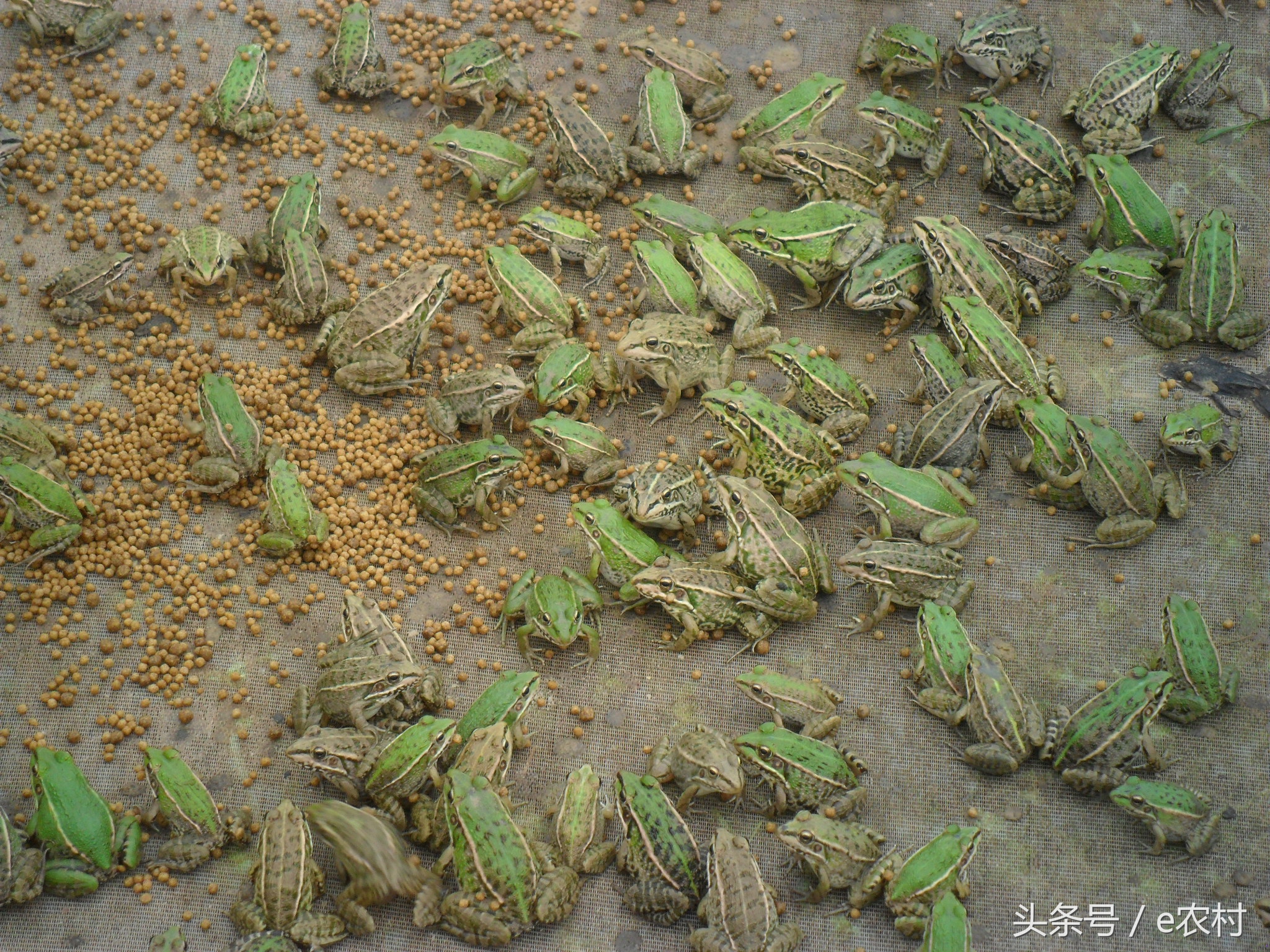 致富经养石蛙近期视频,cctv7致富经2016