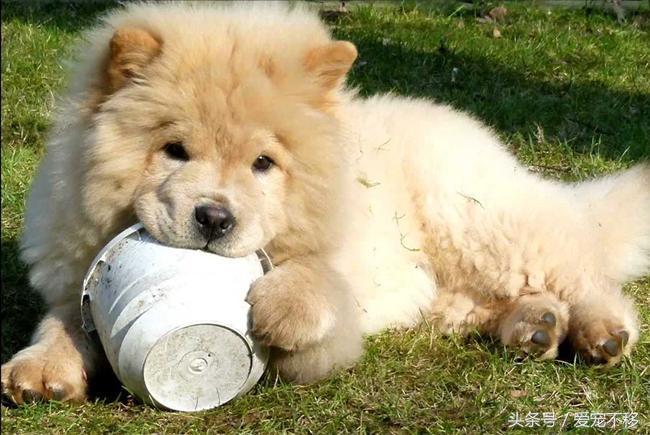 世界上最贵的狗狗排行榜前十名,世界上最贵的五种狗狗盘点