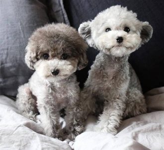 灰色贵宾犬为什么那么贵？网友直言：“水太深”了