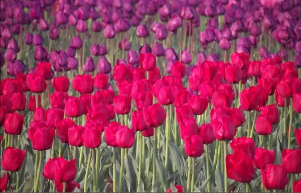 温暖的春天烟台,春天来了呈现出一片花的海洋