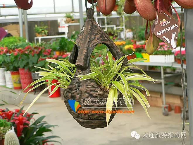 大连西郊花卉园艺,大连西郊园林公园花卉超市