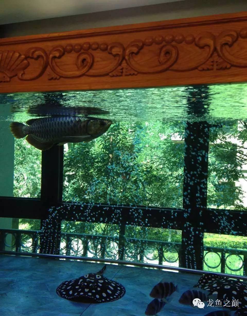 魟鱼养殖技术检疫,魟鱼入缸多久加硝化细菌