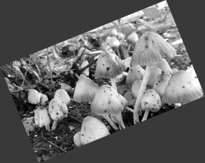 如何预防毒蘑菇中毒,毒蘑菇中毒怎么处理