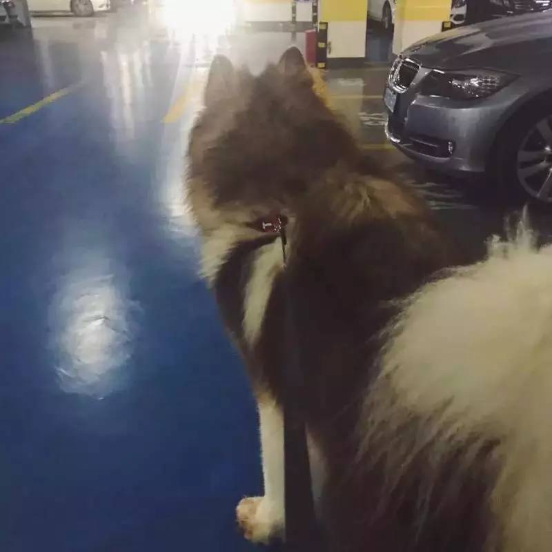 盘点十大网红萌宠,盘点全网6只网红萌宠