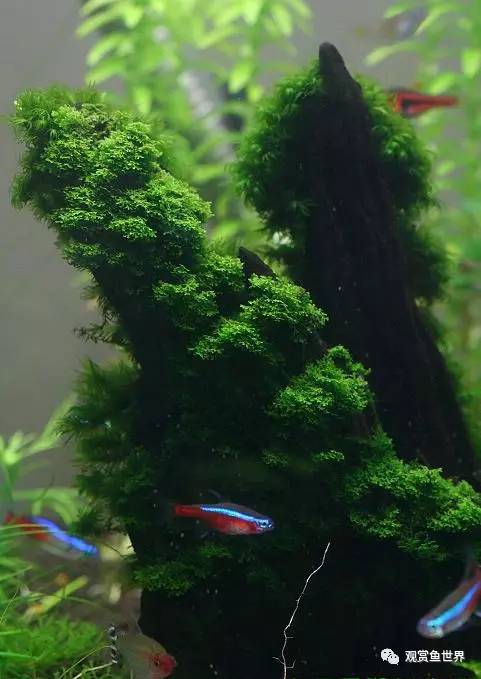 莫斯水草黑褐色,粉色莫丝水草