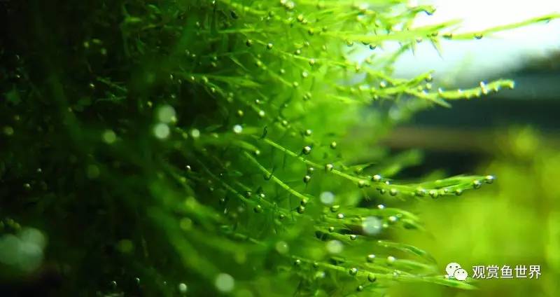 莫斯水草黑褐色,粉色莫丝水草