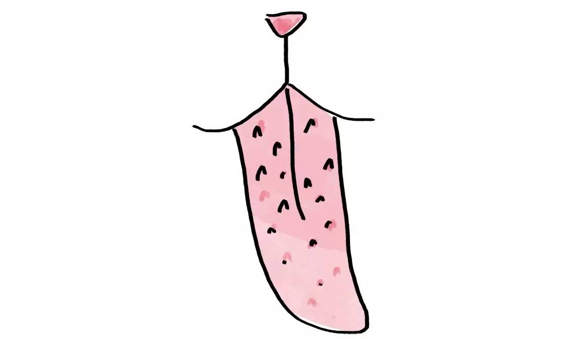 坐舔、跪舔、躺着舔……喵为什么这么爱舔毛？丨行为