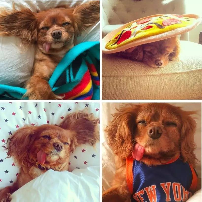 我没牙，我腿短，但我很红！