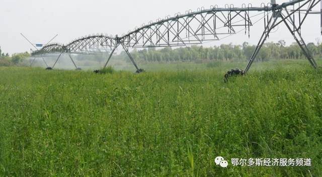 伊金霍洛旗少儿舞蹈,伊金霍洛选拔赛