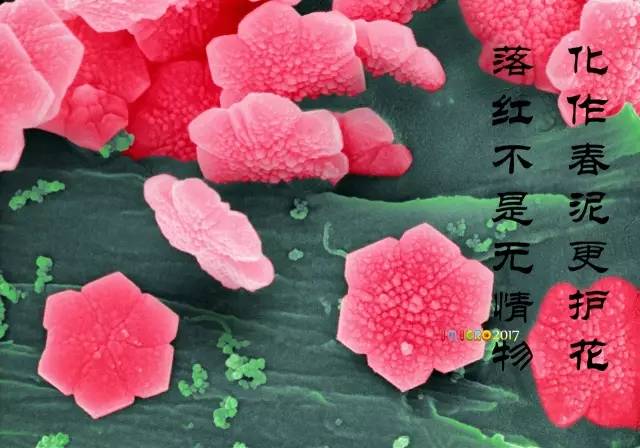 微观星球显微镜下的奇妙世界,显微镜下的奇妙世界视频