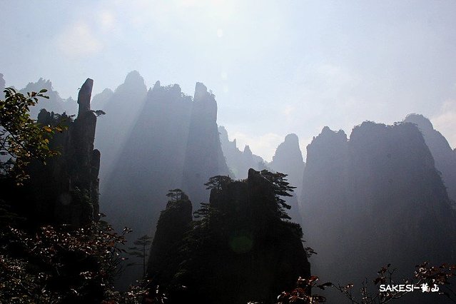 金毛萨克斯,金毛挑战全部视频