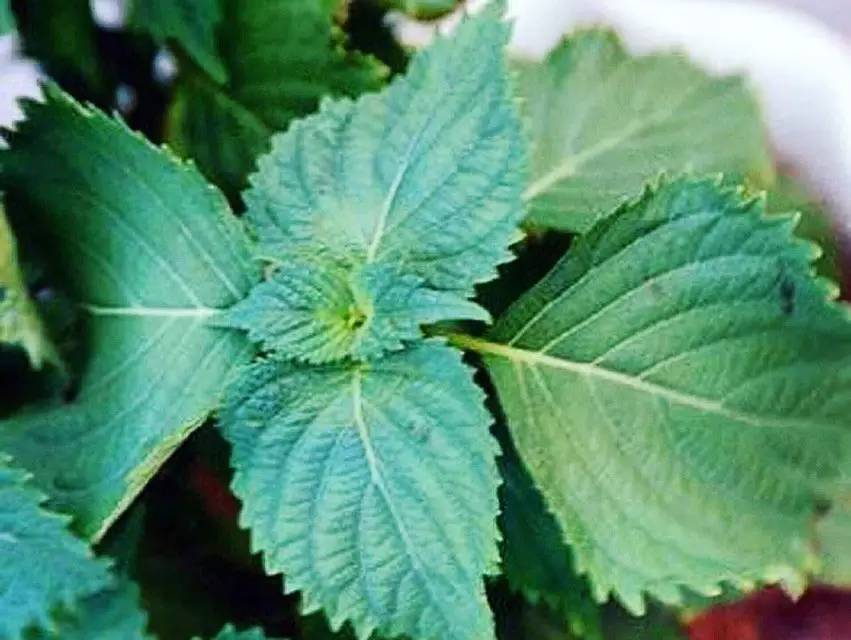 泰国版的防晒霜,泰国本土版防晒霜