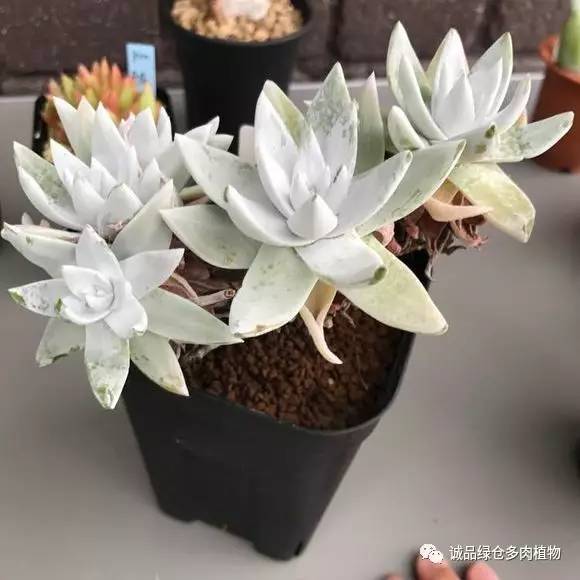 2022年国内多肉展览会,日本限时特卖会