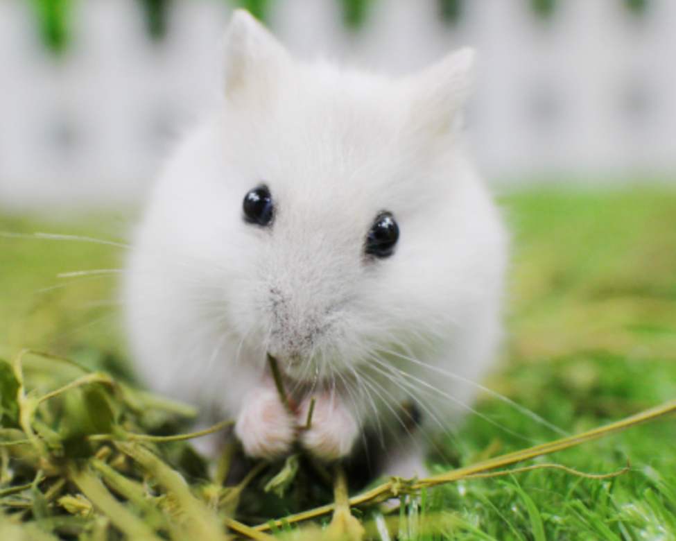 荷兰猪仓鼠龙猫三种宠物饲养,龙猫仓鼠豚鼠中哪个最好养