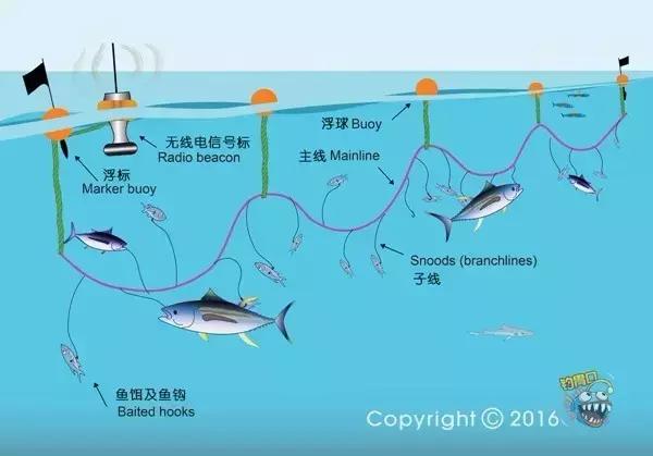 金枪鱼一般吃什么,金枪鱼要怎么吃才好吃