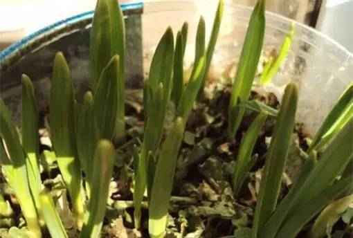 重庆小面的做法教程新手零基础学,你知道重庆小面有多少种调料