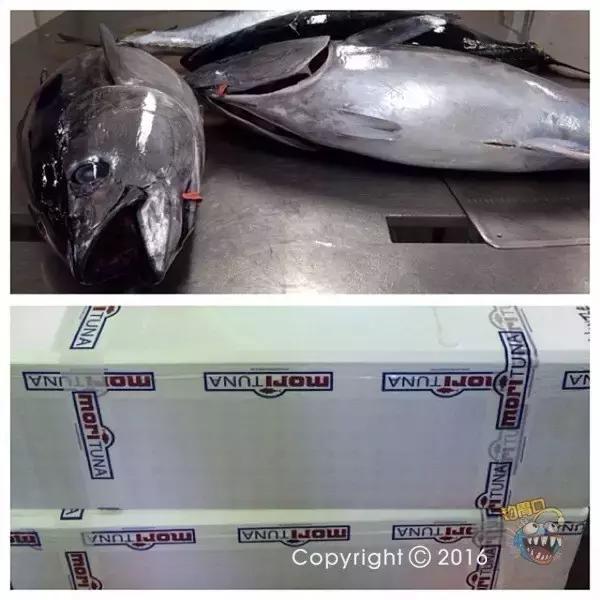 金枪鱼一般吃什么,金枪鱼要怎么吃才好吃