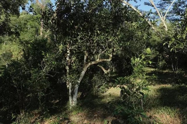 六大茶山的茶特点,六大茶山为什么茶那么好